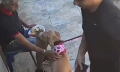 cachorro caramelo aproveita distração e furta pedaço de carne em são luís