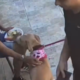cachorro caramelo aproveita distração e furta pedaço de carne em são luís