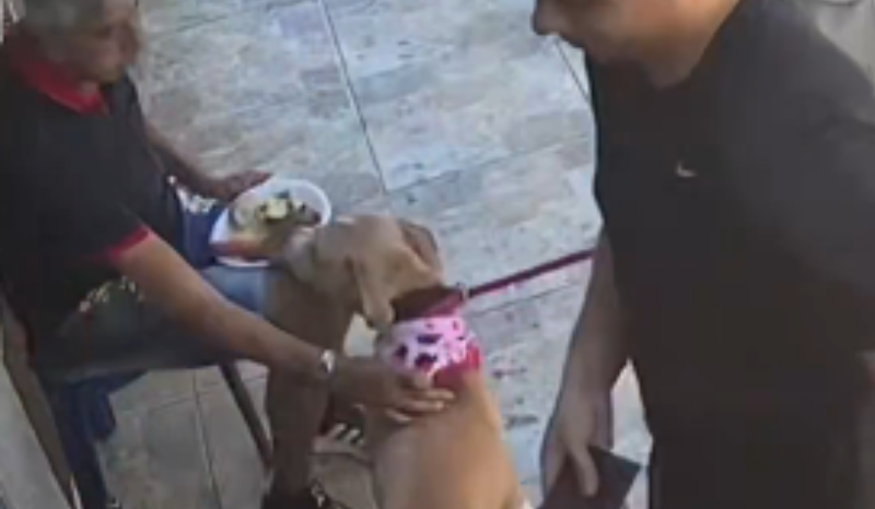 cachorro caramelo aproveita distração e furta pedaço de carne em são luís