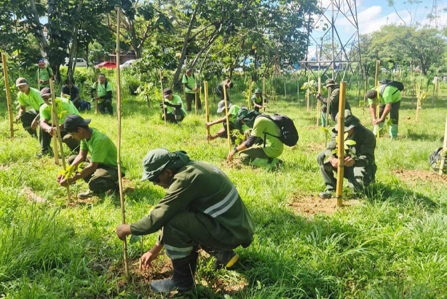 prefeitura de manaus já plantou mais de 24 mil mudas no primeiro quadrimestre de 2026 3