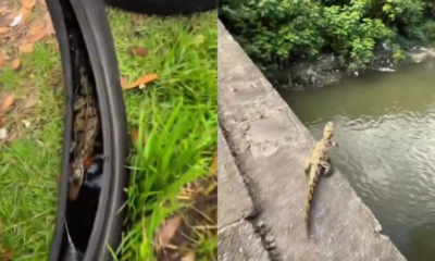 vÍdeo filhote de jacaré encontrado em pneu acompanha motoboy em entregas e viraliza em manaus