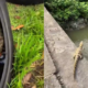 vÍdeo filhote de jacaré encontrado em pneu acompanha motoboy em entregas e viraliza em manaus