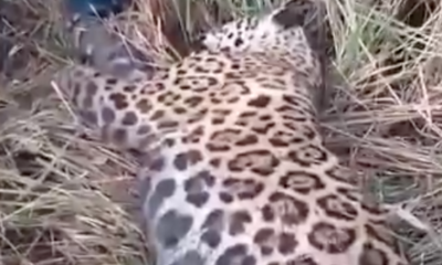 vÍdeo homem reage a ataque de onça pintada e mata animal para sobreviver no am