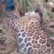 vÍdeo homem reage a ataque de onça pintada e mata animal para sobreviver no am