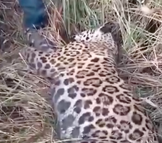 vÍdeo homem reage a ataque de onça pintada e mata animal para sobreviver no am
