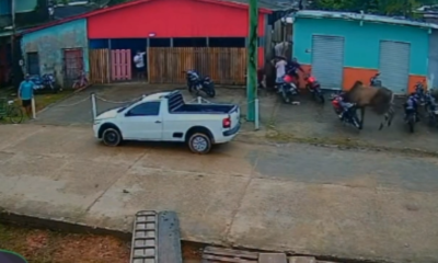 boi invade ruas de anori, espalha correria e derruba motocicleta; veja vídeo