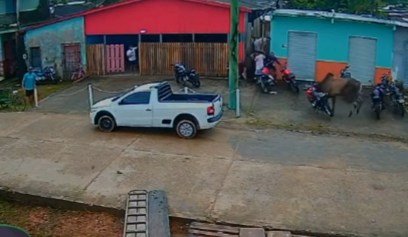 boi invade ruas de anori, espalha correria e derruba motocicleta; veja vídeo