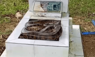 vÍdeo cobra é encontrada sobre túmulo no cemitério tarumã, em manaus