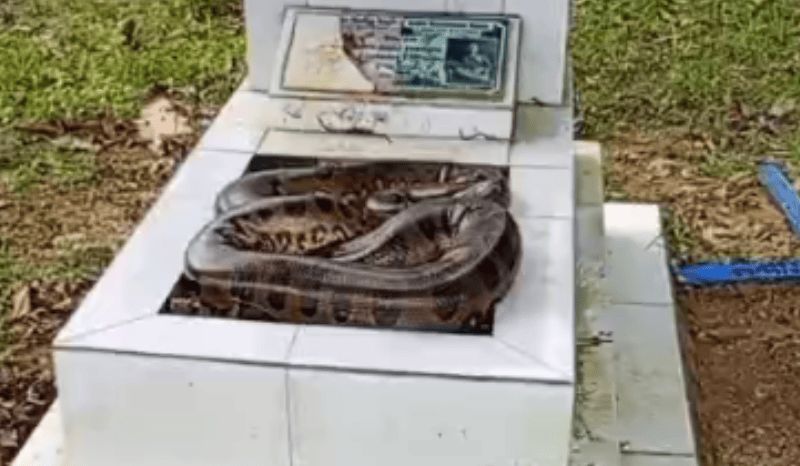 vÍdeo cobra é encontrada sobre túmulo no cemitério tarumã, em manaus