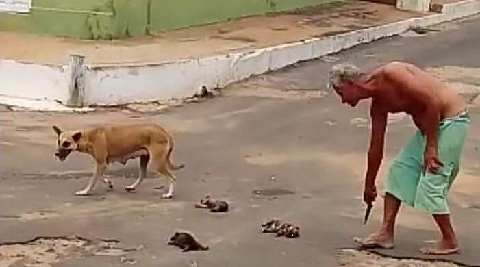 Idoso é flagrado matando filhotes de cães de forma brutal