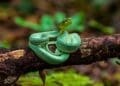 jararaca verde amazonia
