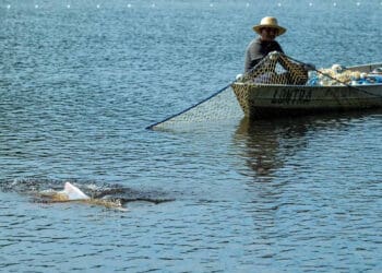 projeto usa tecnologia e ajuda de ribeirinhos para proteger botos de secas extremas no amazonas