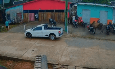 boi invade ruas de anori, espalha correria e derruba motocicleta; veja vídeo